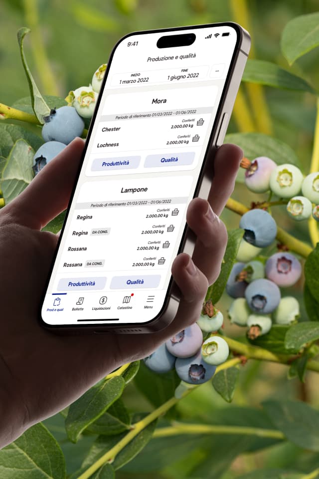 Una mano tiene uno smartphone con un'app dedicata al monitoraggio della produzione e qualità di more e lamponi. Sullo sfondo, una pianta di mirtilli.