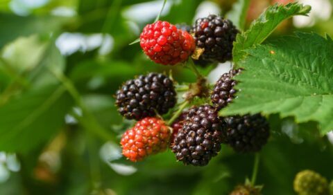 Piccoli frutti rossi e neri di Sant'Orsola appesi all'albero.