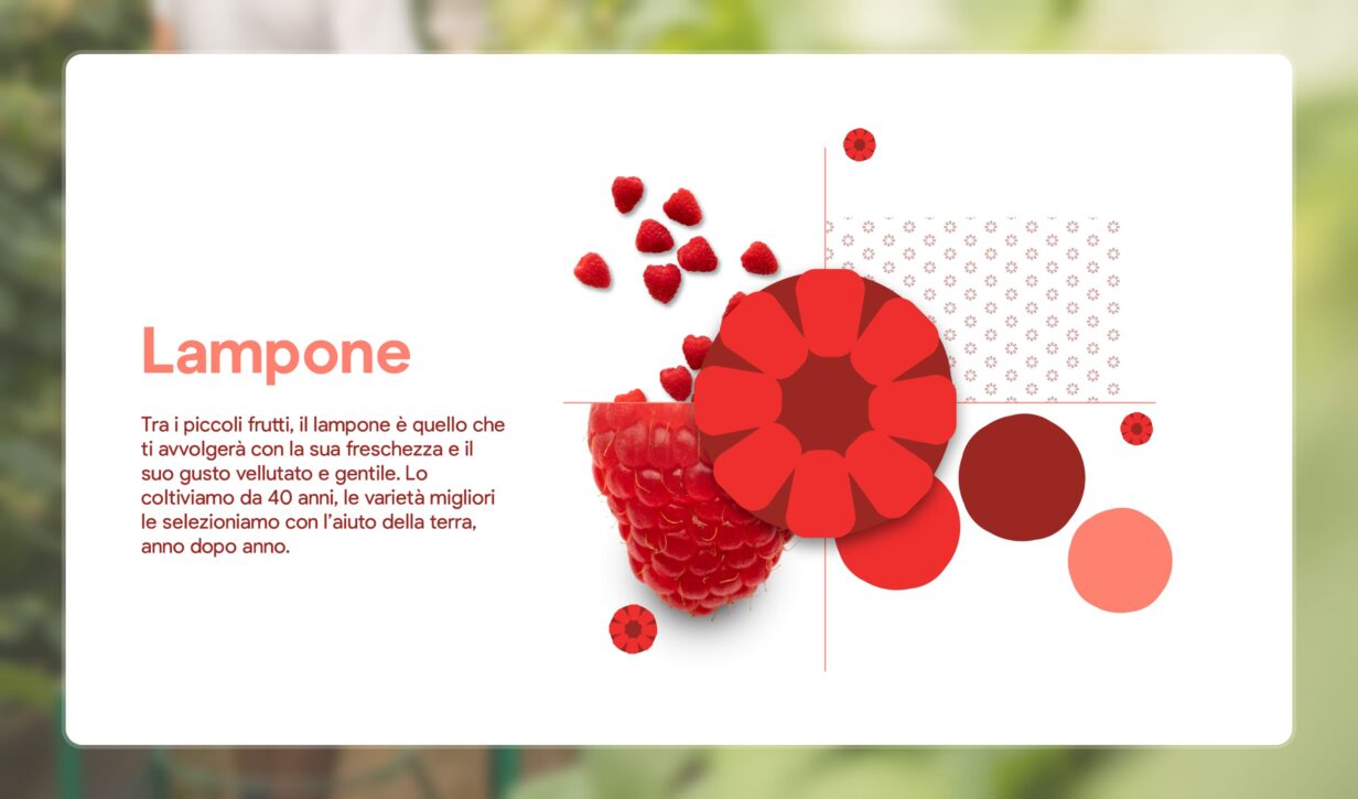 Immagine di un lampone fresco, con dettagli sul suo colore rosso. Descrizione del frutto e delle suo gusto.