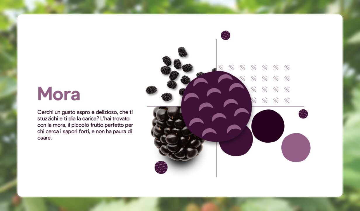 Immagine di una mora fresca, con dettagli sul suo colore viola intenso. Descrizione del frutto e delle suo gusto.
